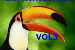 Birds Volume 3 Big Mamma