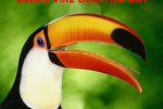 Birds Volume 2 Dolphin Bay