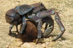 Coconut Crabs: The World's Biggest