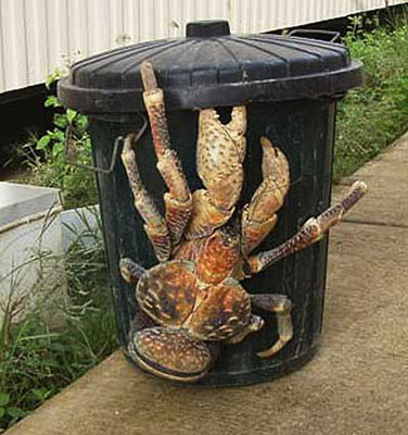 Crab Bin