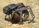 Coconut Crab