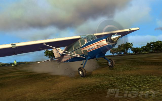Maule on Grass