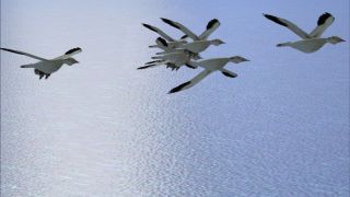 Screenshot 2 — Animal Simulation