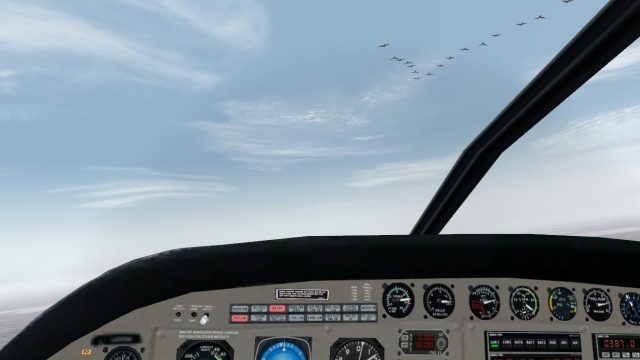 Screenshot 1 — Birds For FS2004