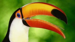 Screenshot 2 — Birds Volume 2 Dolphin Bay