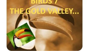 Screenshot 2 — Birds Volume 7: The Gold Valley