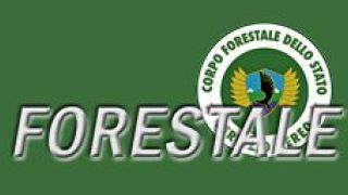 Screenshot 5 — Corpo Forestale Bell 212