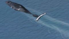 Screenshot 2 — Whalewatching Scenery