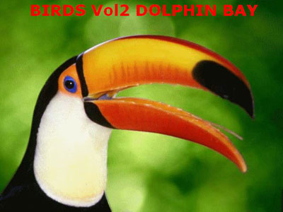FSX Birds Volume 2 Dolphin Bay