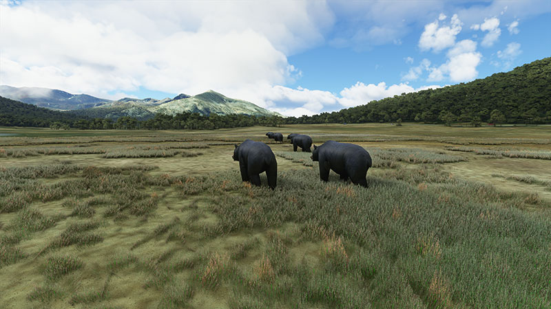 Wild roaming bears in the simulator.